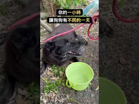 用一小時，讓狗狗有不同的一天