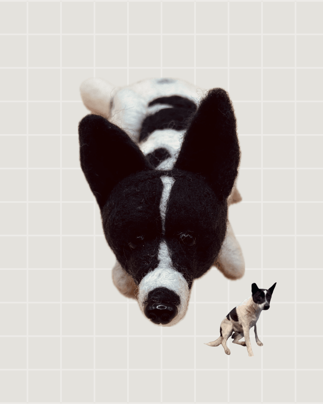 #台北市動物之家#111031805-右剪耳